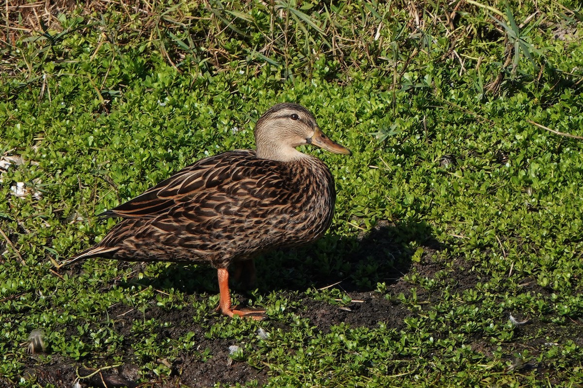 kachna pobřežní - ML646412303