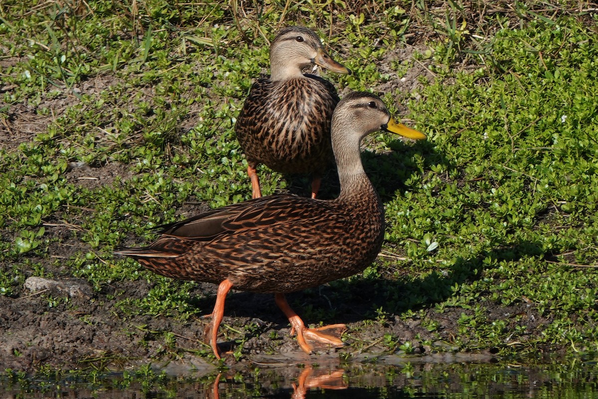 kachna pobřežní - ML646412304