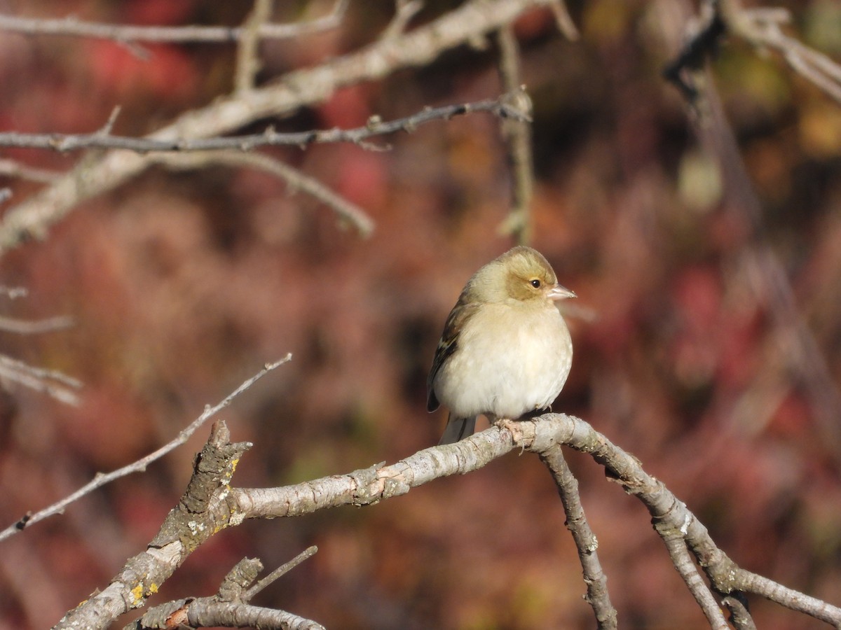 Common Chaffinch - ML646412305