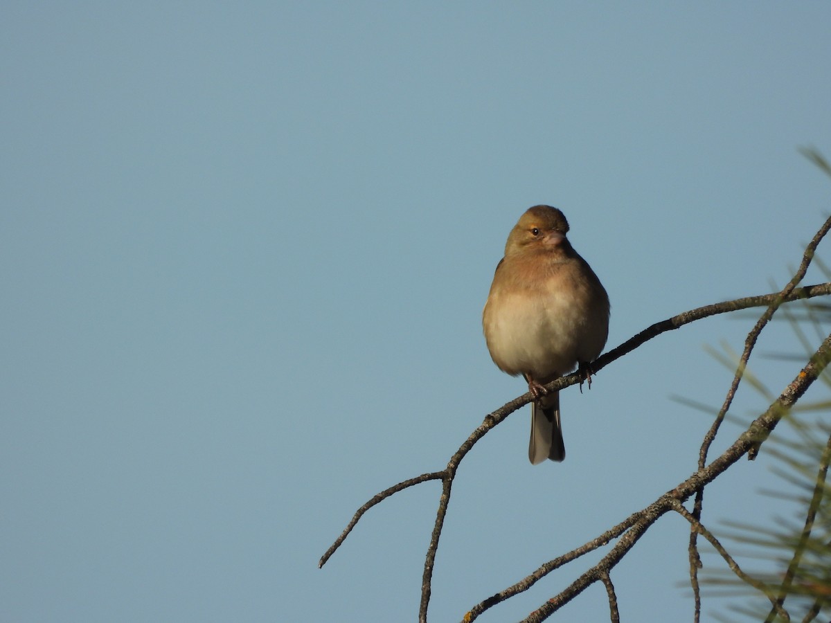 Common Chaffinch - ML646412306