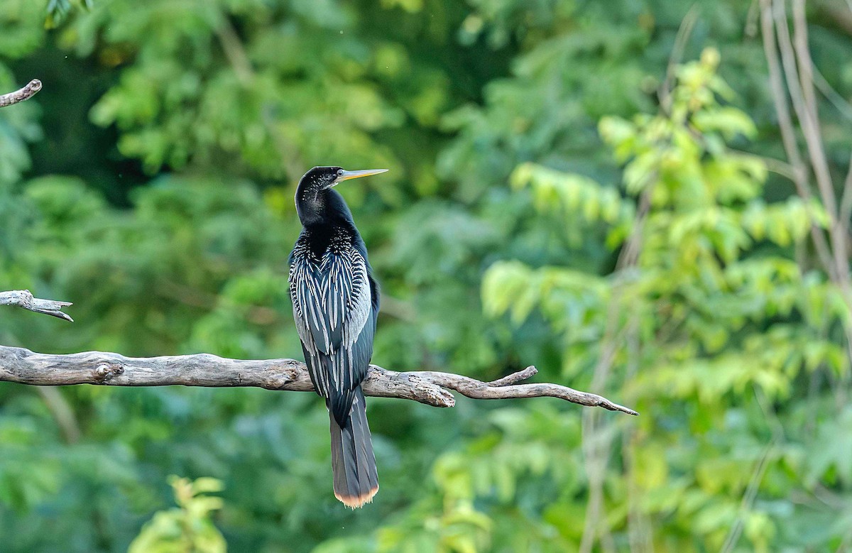 Anhinga - ML646412307