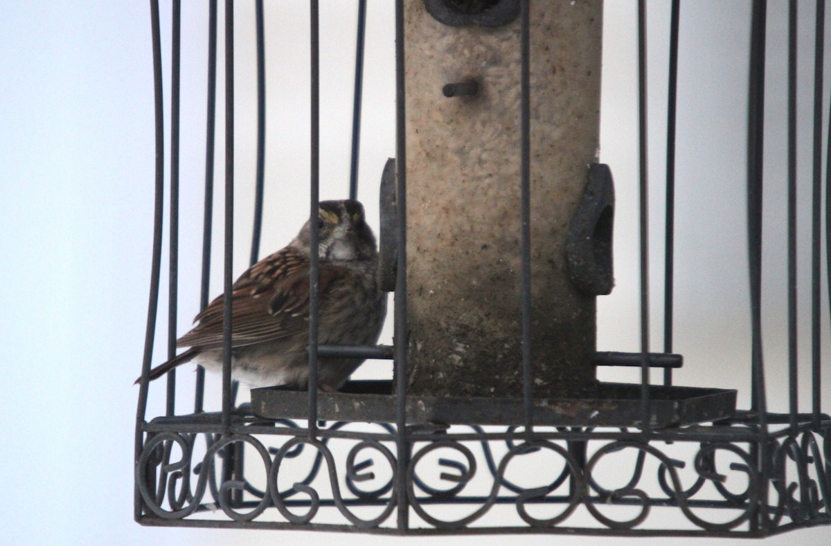 White-throated Sparrow - ML646412308
