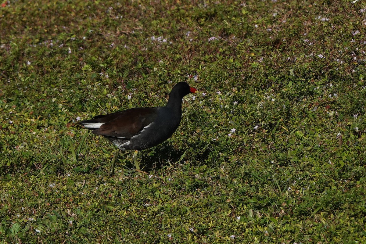 slípka americká - ML646412310