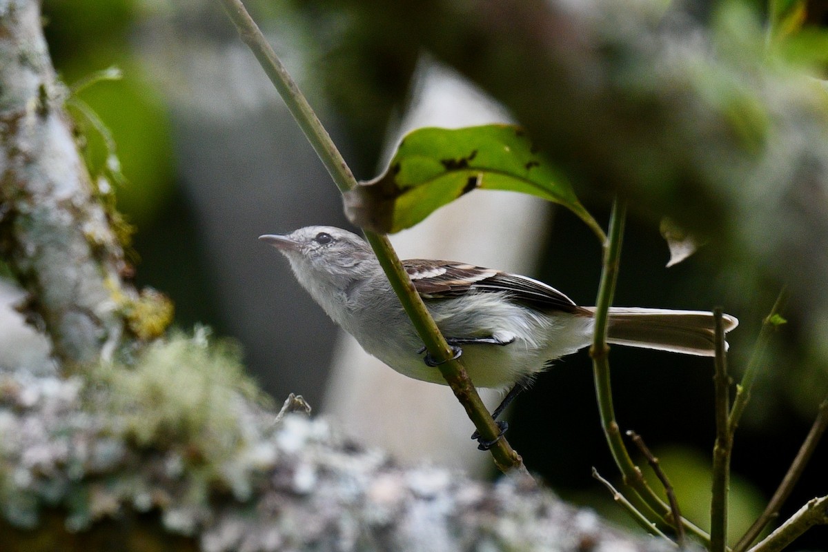 Mouse-colored Tyrannulet - ML646412315