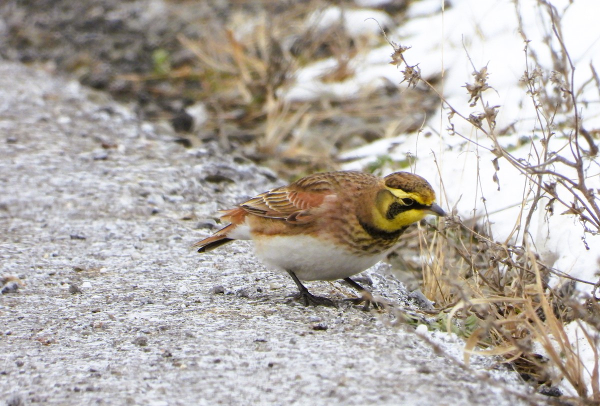 Horned Lark - ML646412321