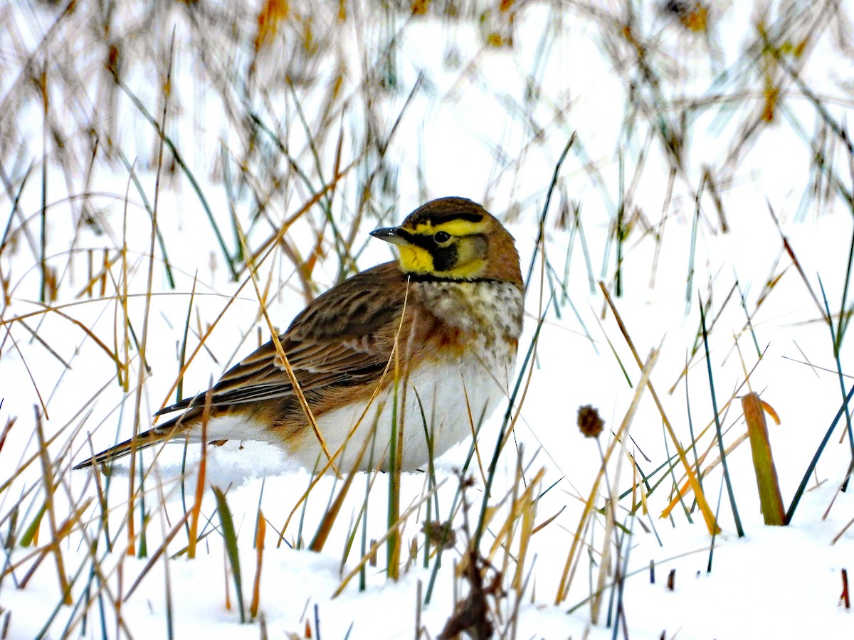 Horned Lark - ML646412322