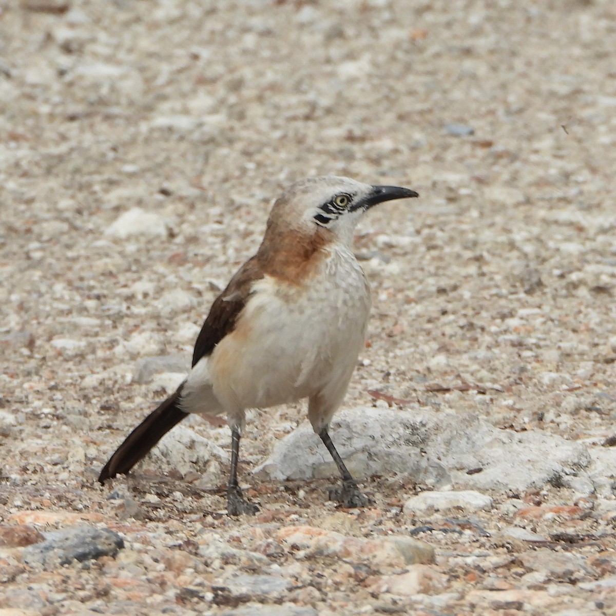 Bare-cheeked Babbler - ML646412323