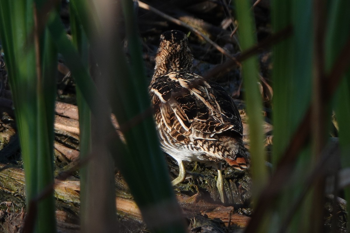 Wilson's Snipe - ML646412326