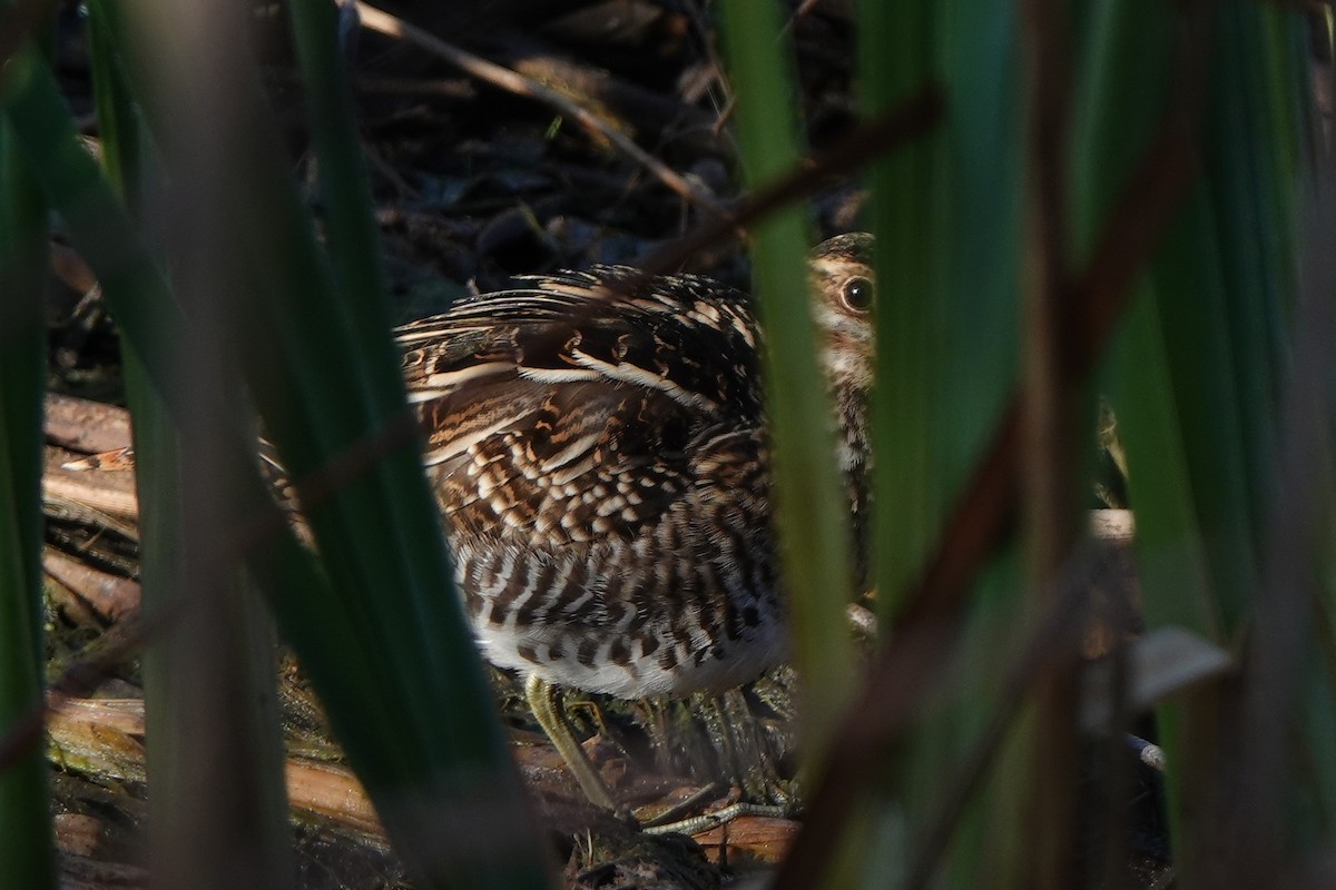 Wilson's Snipe - ML646412327