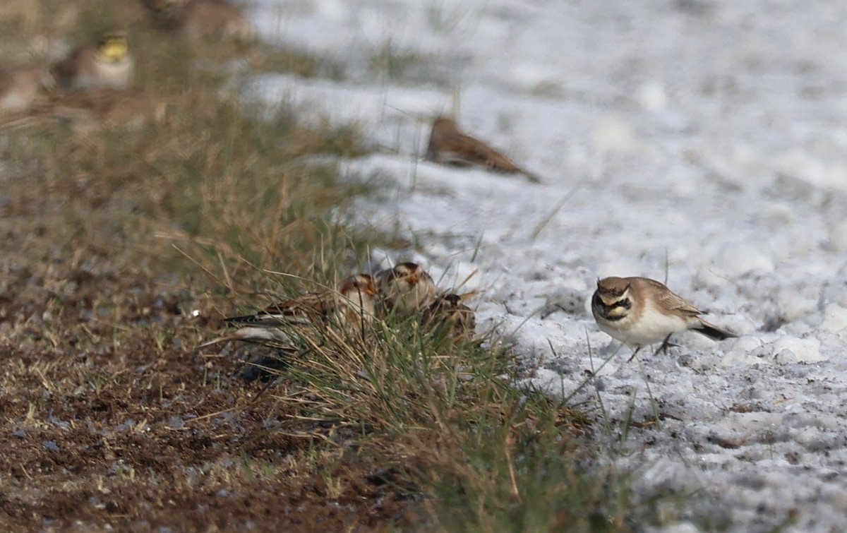 Snow Bunting - ML646412329
