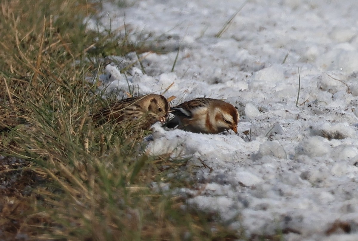 Snow Bunting - ML646412330