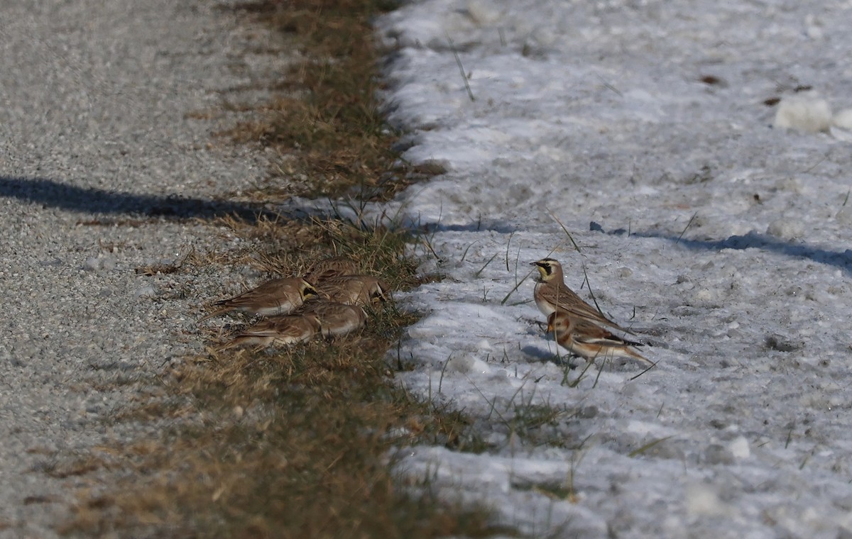 Snow Bunting - ML646412331
