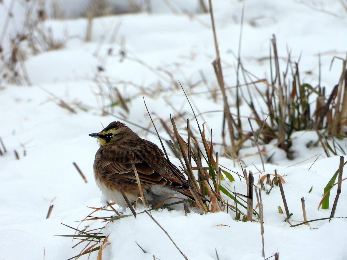 Horned Lark - ML646412333