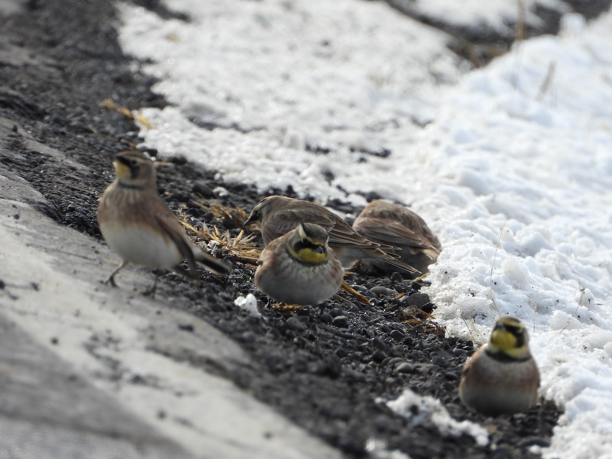 Horned Lark - ML646412335