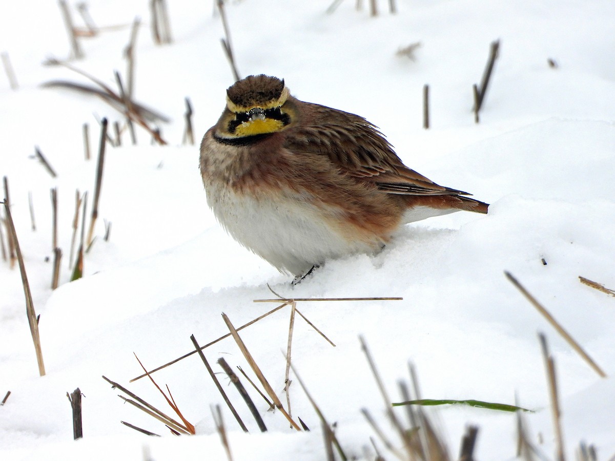 Horned Lark - ML646412336