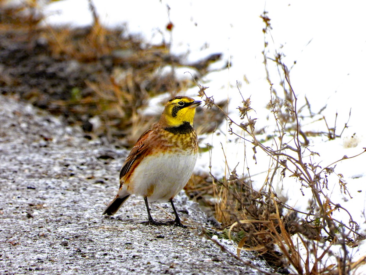 Horned Lark - ML646412337