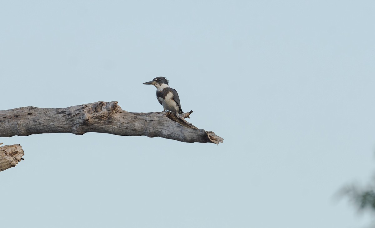 Belted Kingfisher - ML646412338