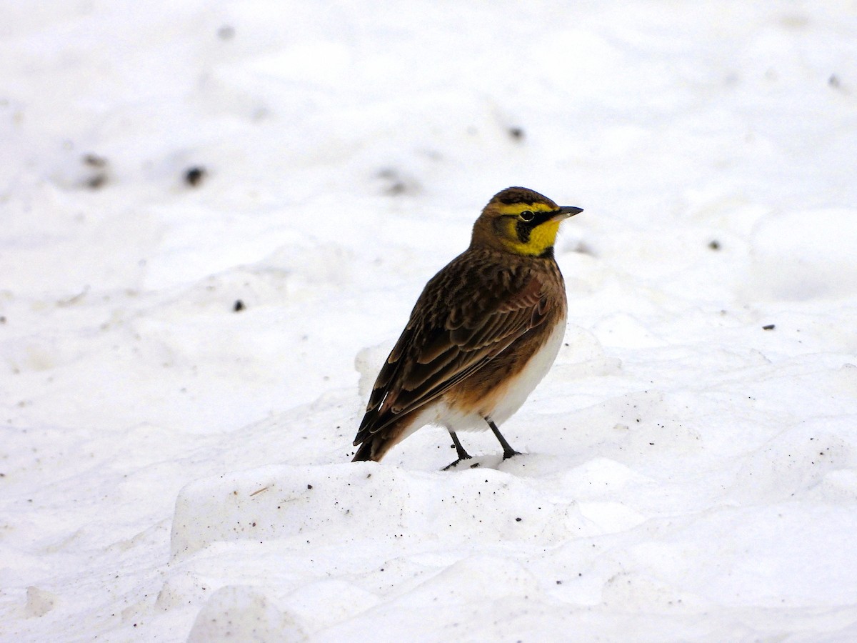 Horned Lark - ML646412339