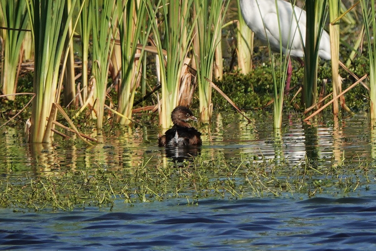 Pied-billed Grebe - ML646412342
