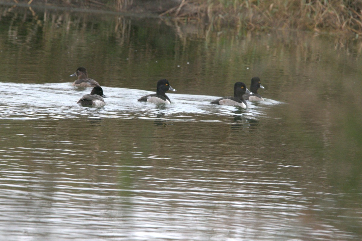 Ring-necked Duck - ML646412344