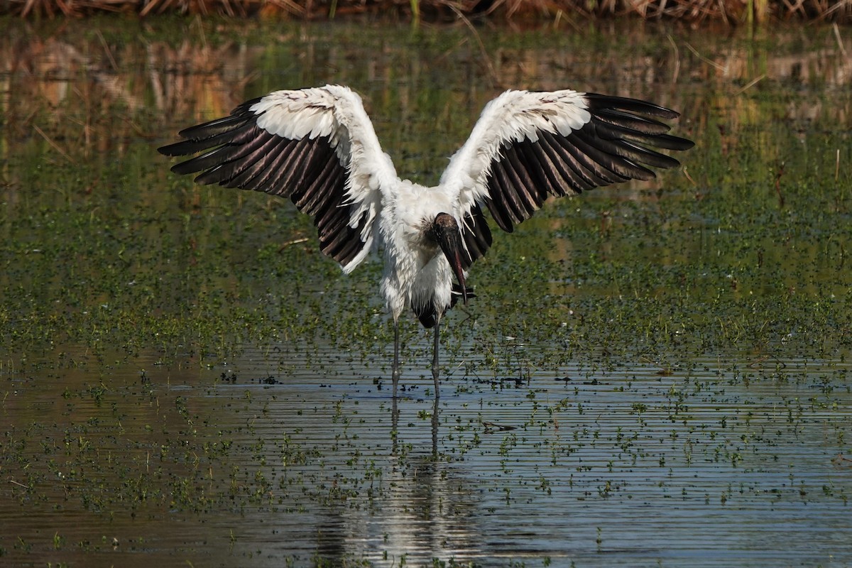 Wood Stork - ML646412345