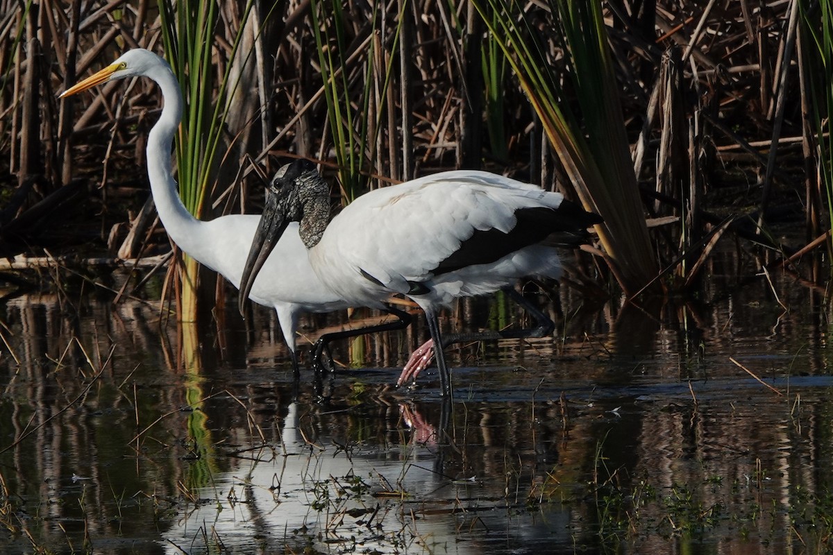 Wood Stork - ML646412346