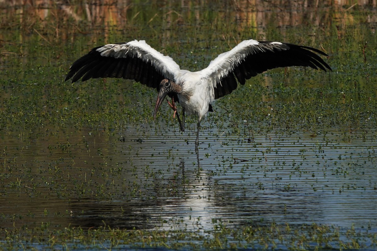 Wood Stork - ML646412347