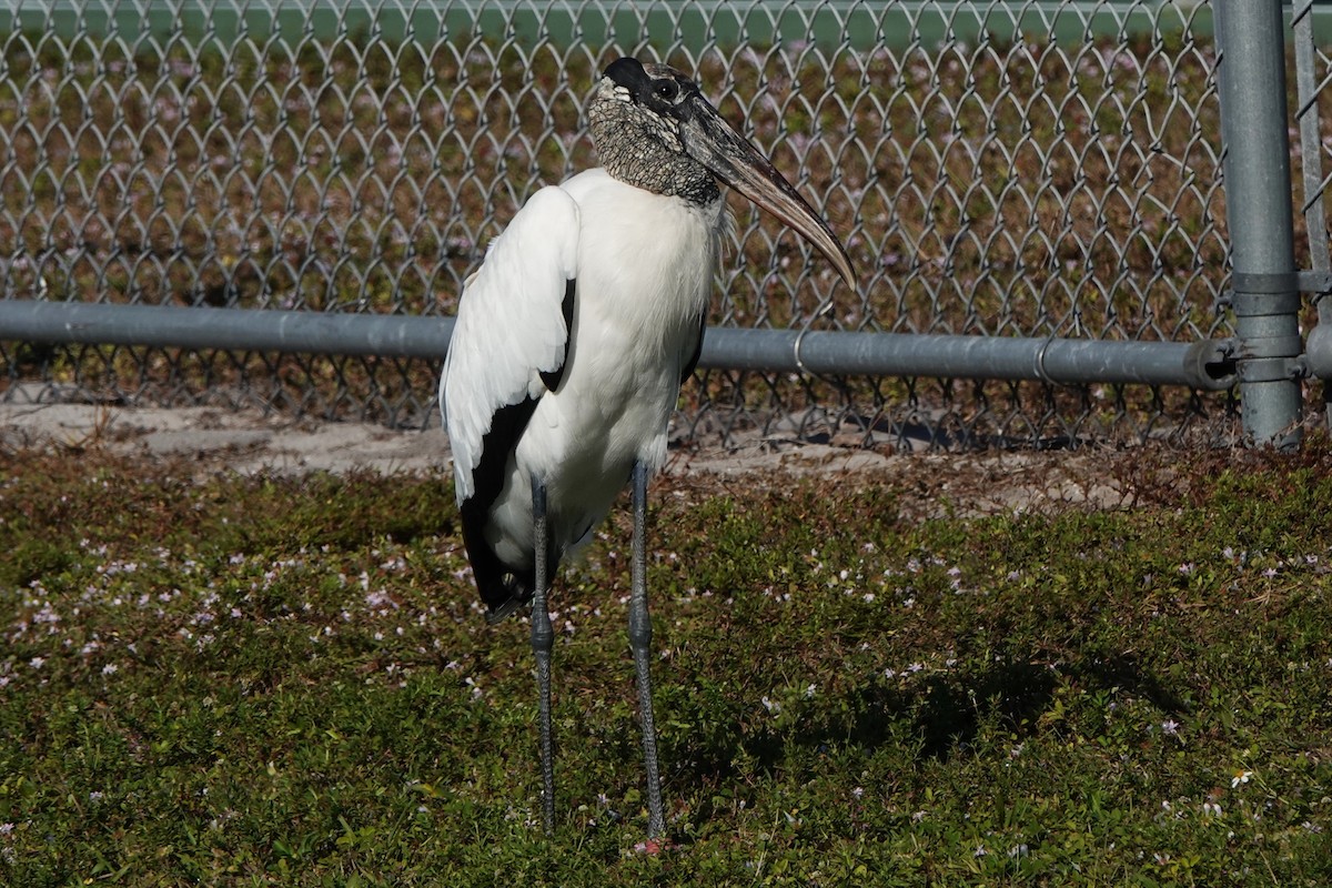 Wood Stork - ML646412348