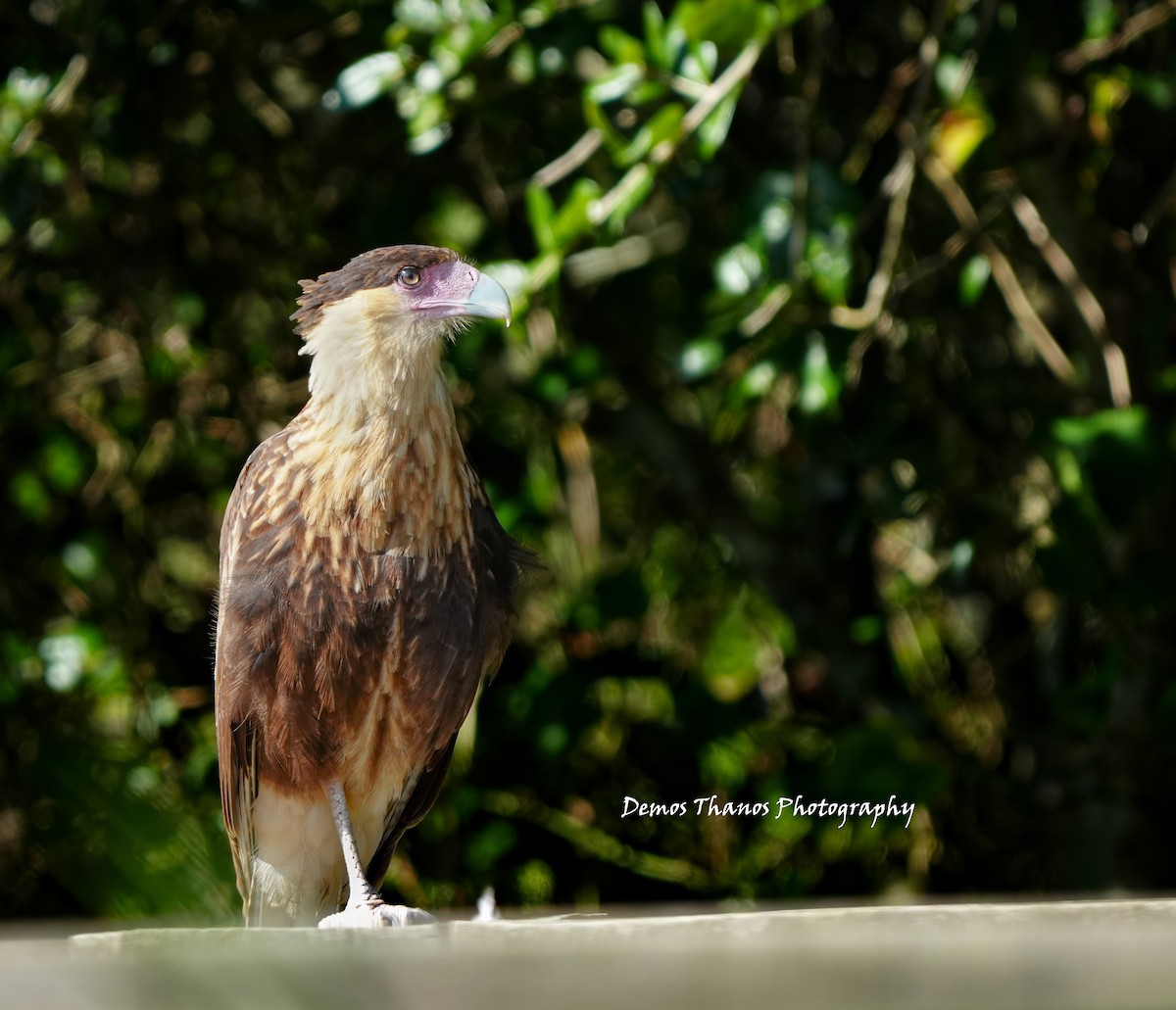 Crested Caracara - ML646412350
