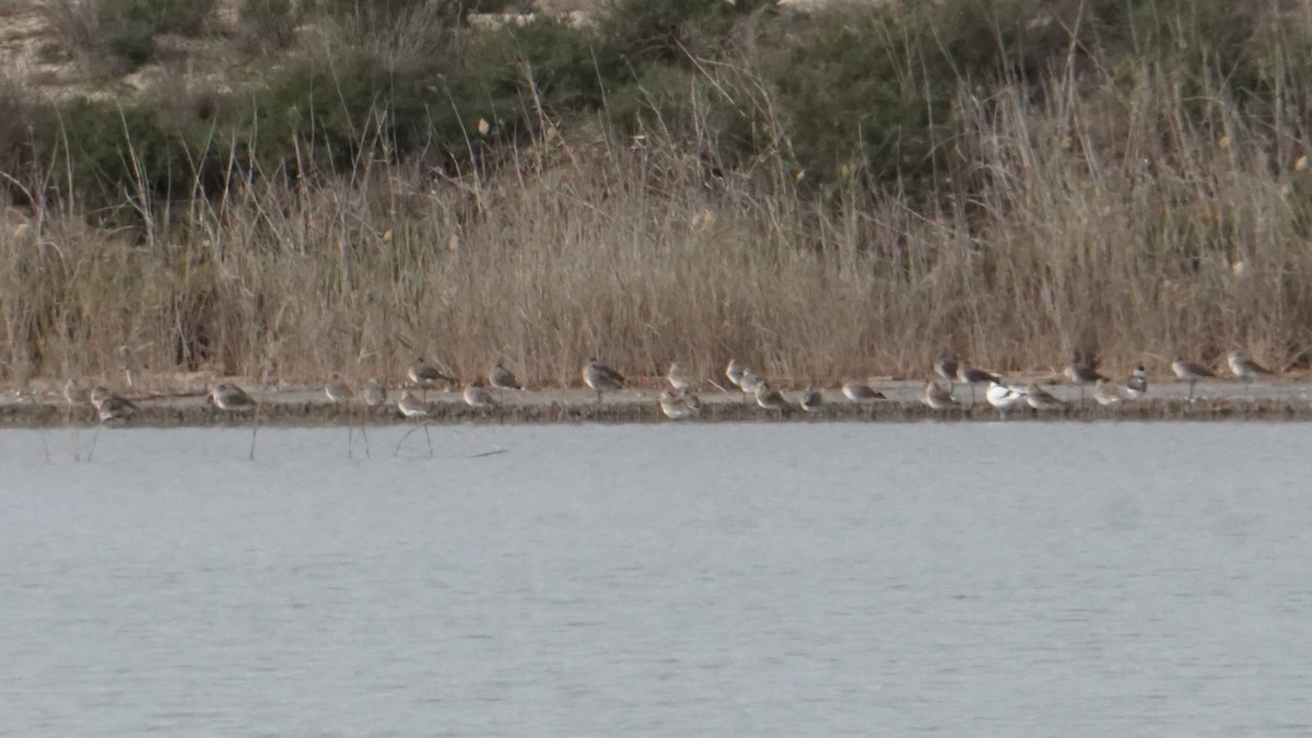 Грицик великий - ML646412352