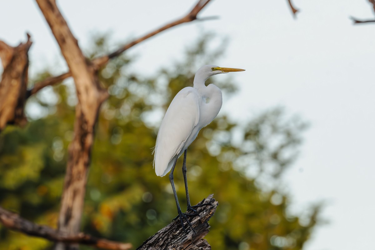 Great Egret - ML646412353