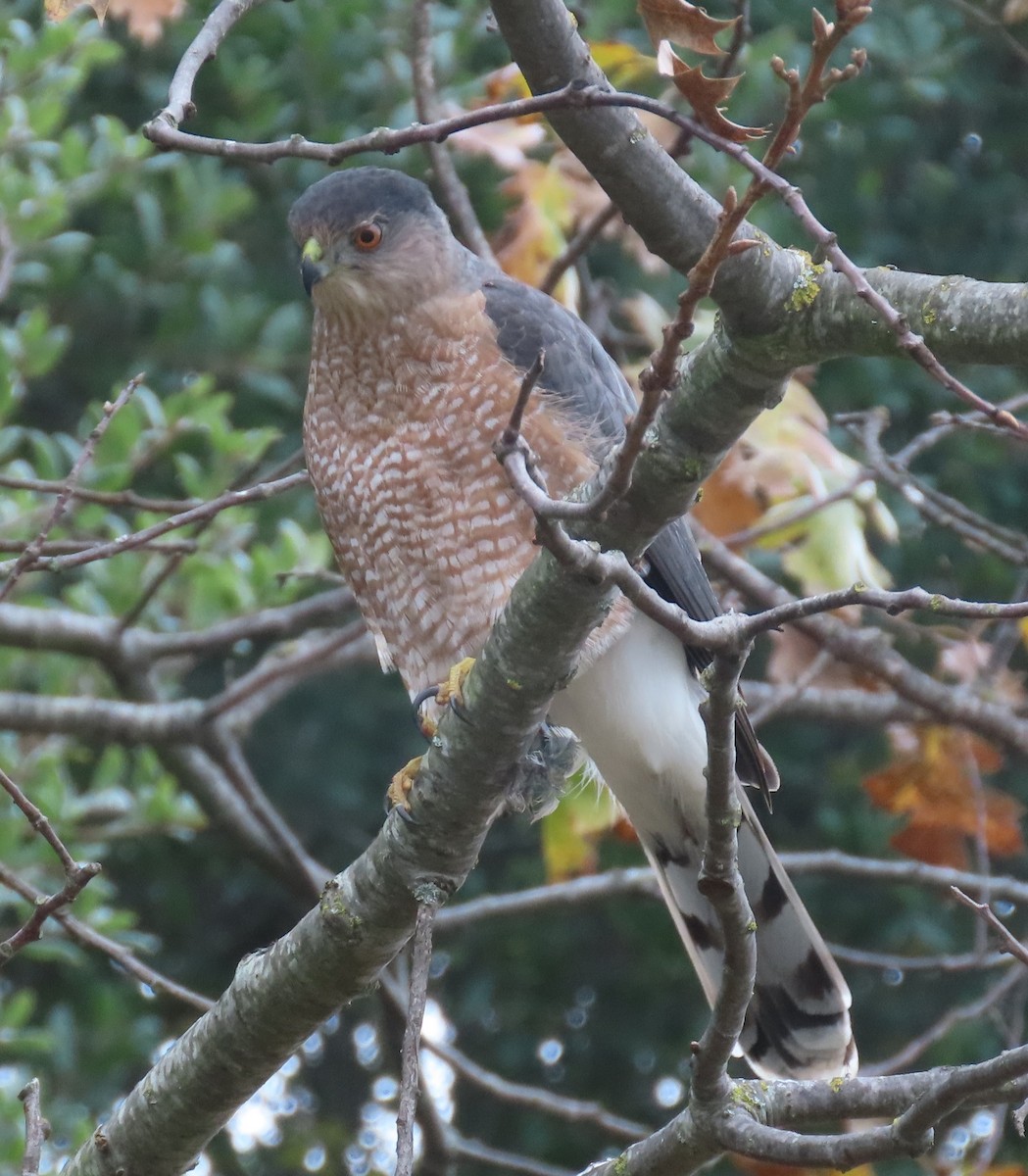 Cooper's Hawk - ML646412354