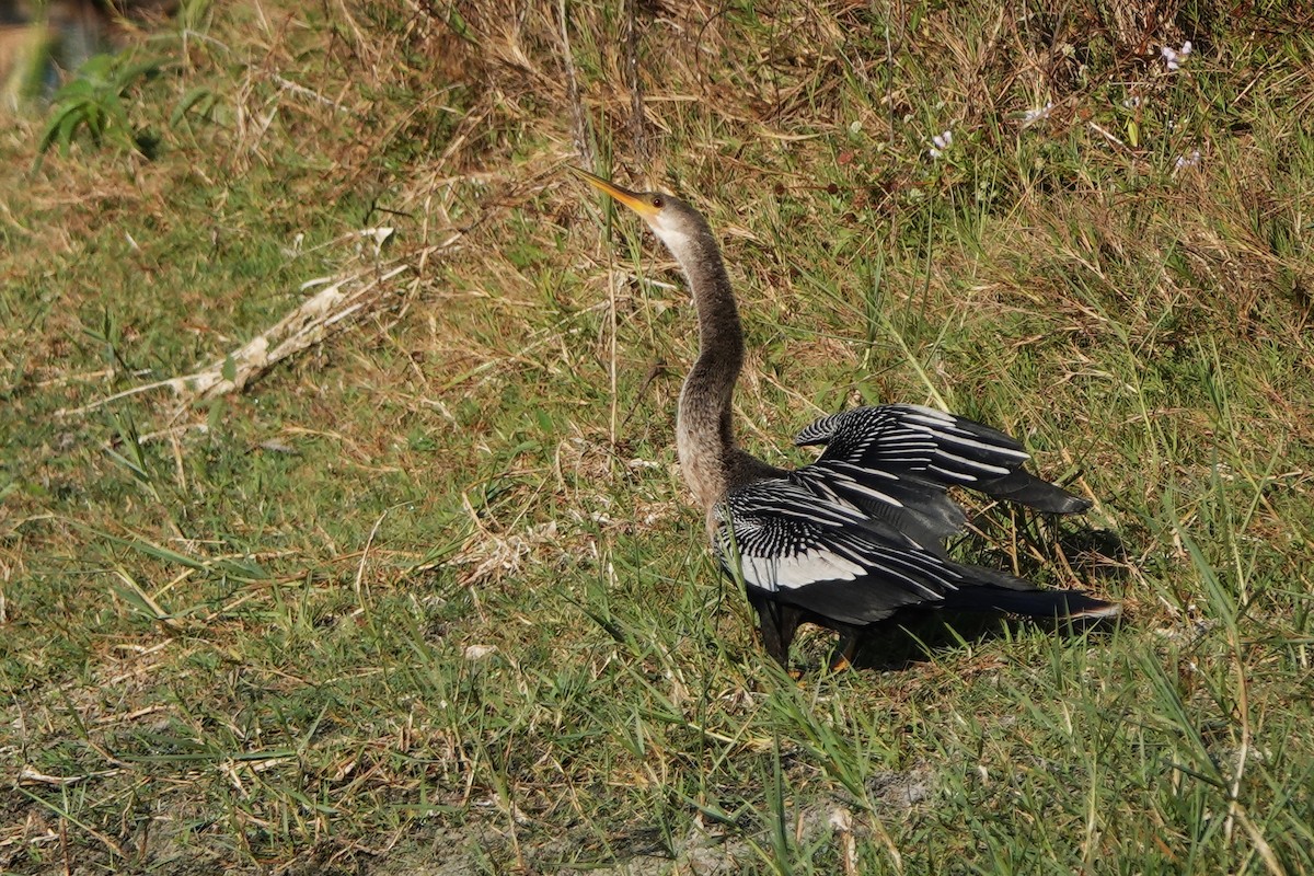 anhinga americká - ML646412355