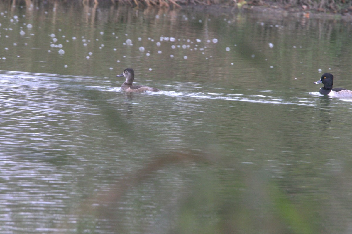 Ring-necked Duck - ML646412356
