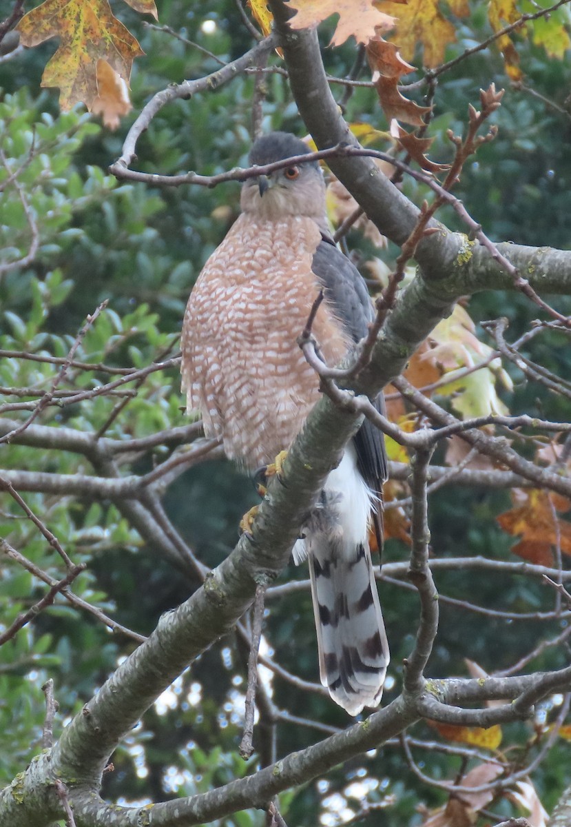 Cooper's Hawk - ML646412357