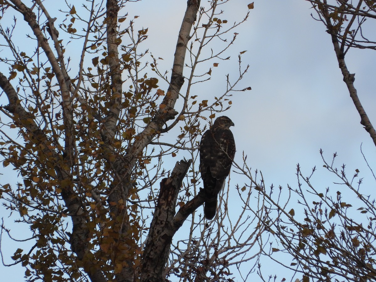 Eurasian Goshawk - ML646412359