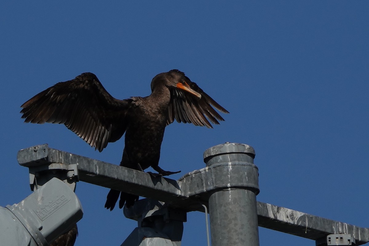 Cormoran à aigrettes - ML646412360