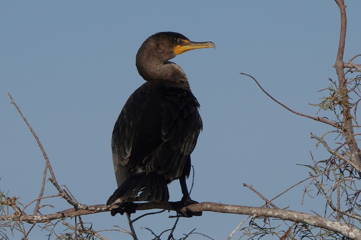 Cormoran à aigrettes - ML646412361