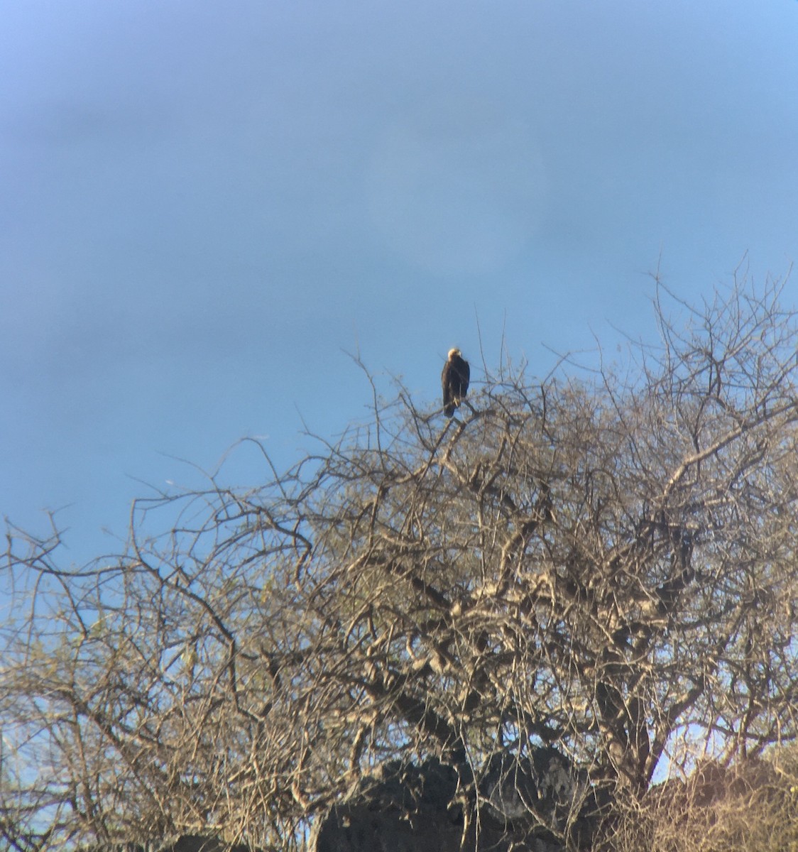 Imperial Eagle - ML646412362