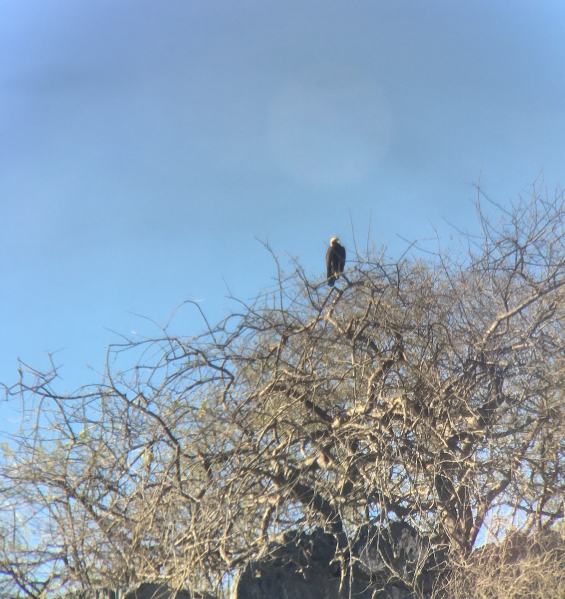 Imperial Eagle - ML646412363