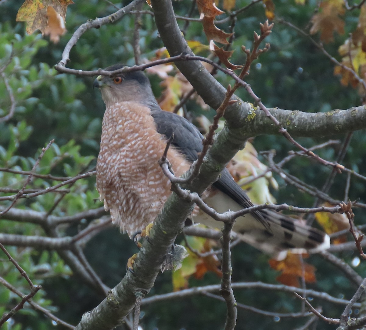 Cooper's Hawk - ML646412364