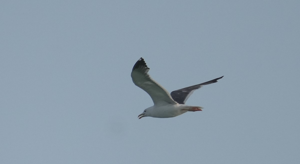 Lesser Black-backed Gull - ML646412365