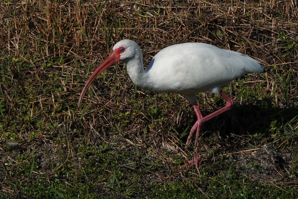 Белый ибис - ML646412368