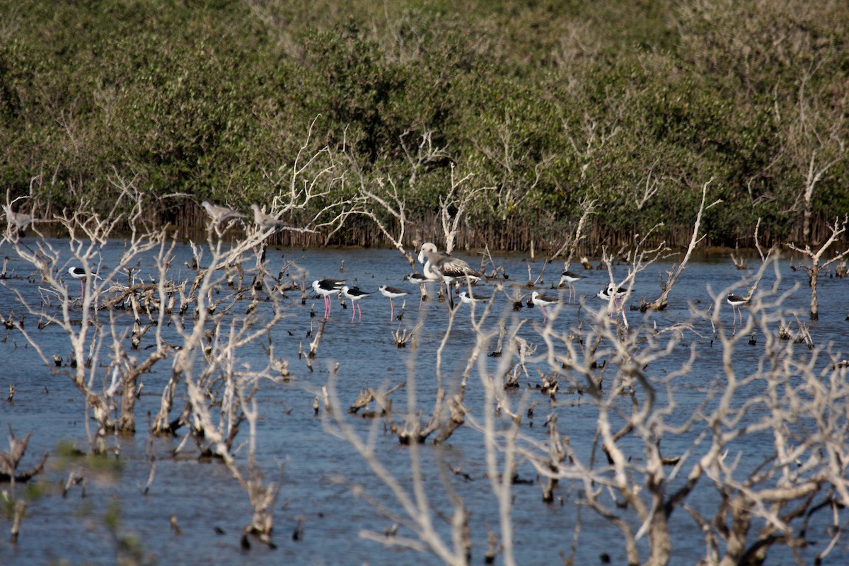 Stelzenläufer - ML646412369