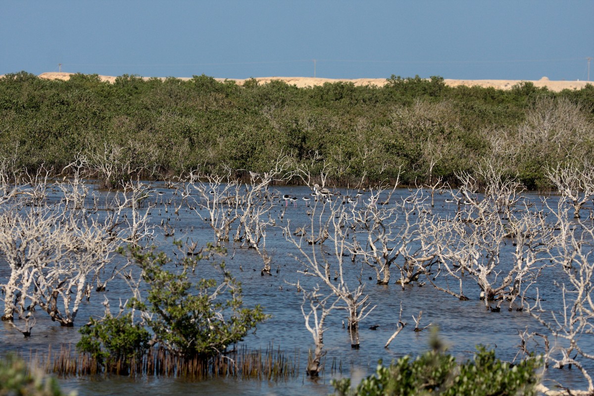 Stelzenläufer - ML646412370