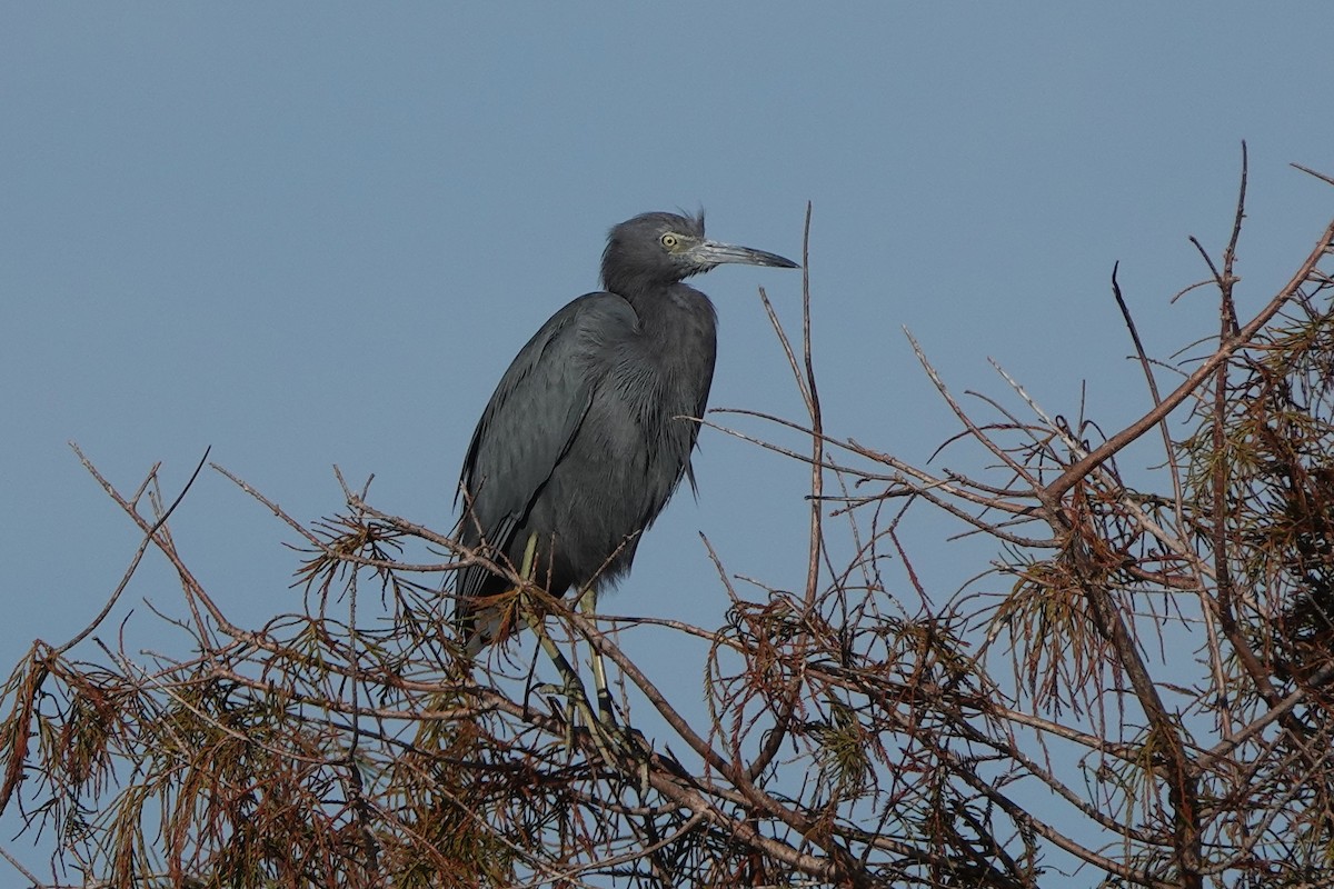 volavka modrošedá - ML646412387