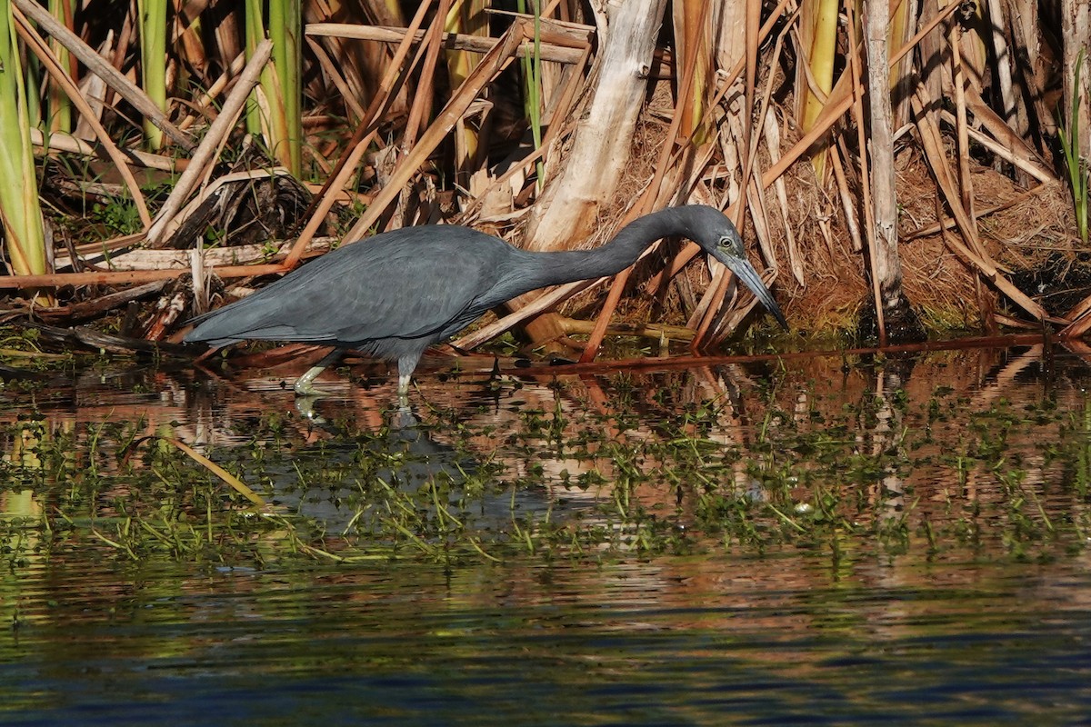 volavka modrošedá - ML646412388