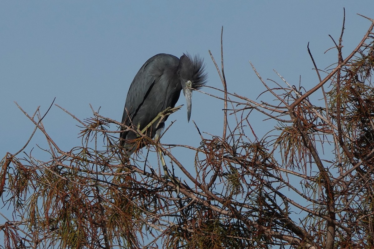 volavka modrošedá - ML646412389