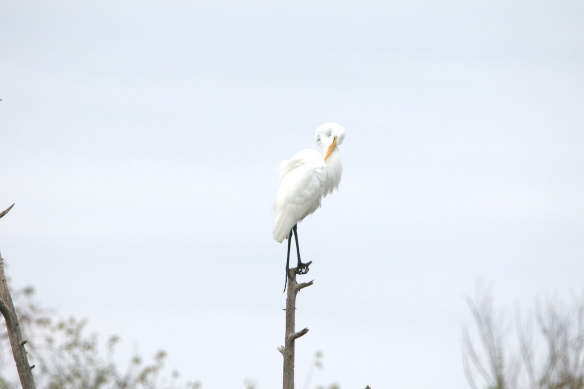 Great Egret - ML646412391