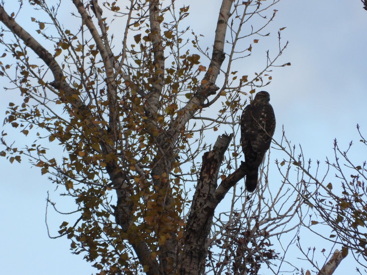 Eurasian Goshawk - ML646412392